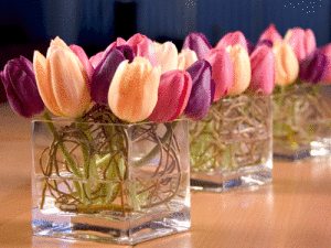 Tulip in gloss cube